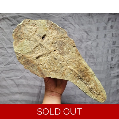 Very Rare Huge Guitarfish Fish Fossil From The Cretaceous Of Brazil Very Rare Huge Guitarfish Fish Fossil From The Cretaceous Of Brazil